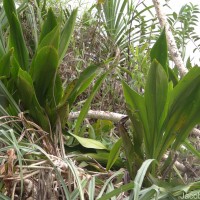 Hanguana anthelminthica (Blume ex Schult. & Schult.f.) Masam.